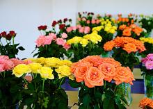 Cheasea & Viva Flowers Cheasea & Viva Flowers