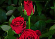Furiosa Furiosa Flowers