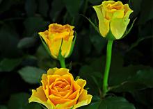 Viva Viva Flowers