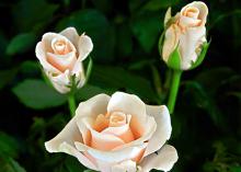 Meera Meera Flowers