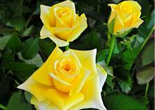 Viva Flowers Viva Flowers