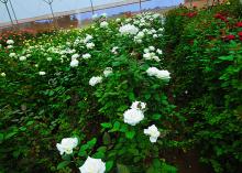 Akito Akito Flowers