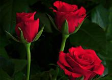 Furiosa Flowers Furiosa Flowers