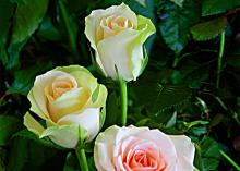 Bella Roses Bella Roses Flowers