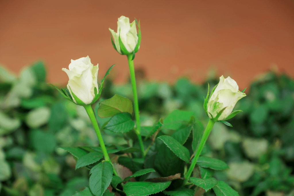 Athena Flower Variety Name - Rosebud Ltd