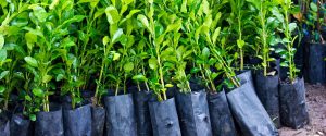 Free Tree Seedlings for Planting